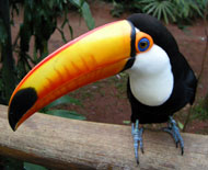 I can do what a Toucan can